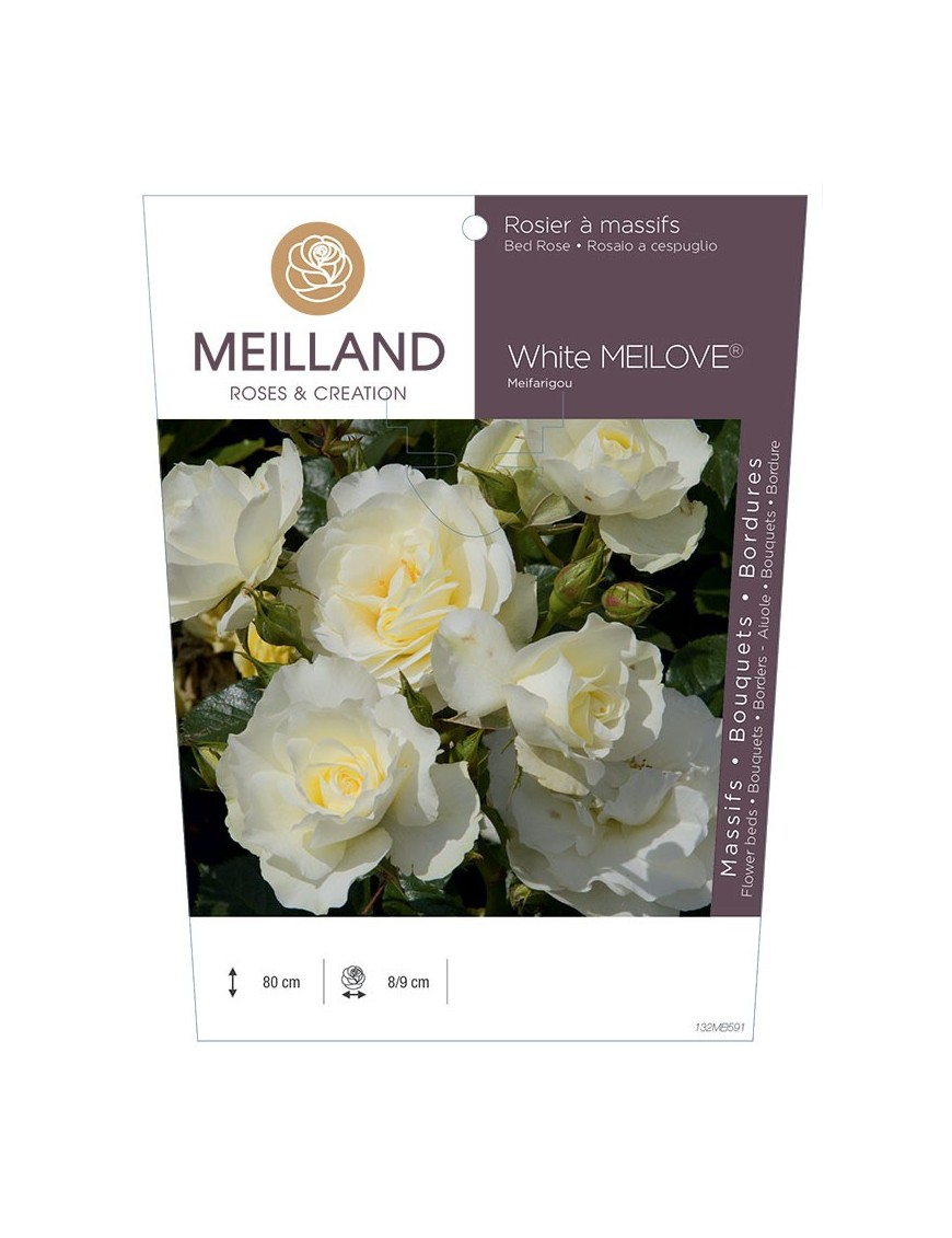 Rosier à massifs White MEILOVE® Meifarigou