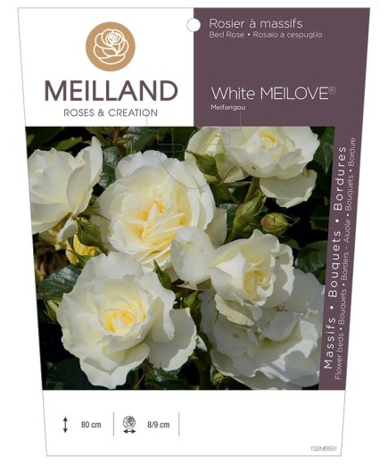 Rosier à massifs White MEILOVE® Meifarigou