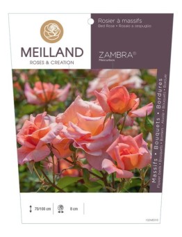 Rosier à massifs ZAMBRA 93 ® Meicurbos