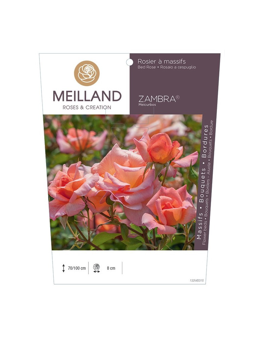 Rosier à massifs ZAMBRA 93 ® Meicurbos