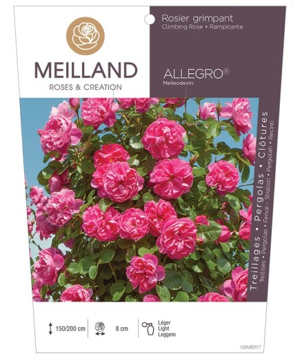 Rosier grimpant ALLEGRO ® Meileodevin