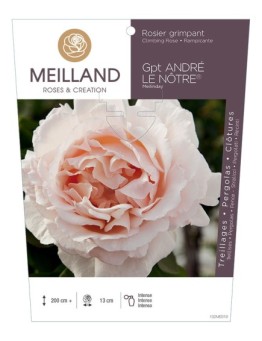 Rosier grimpant ANDRÉ LE NOTRE ® Meilinday