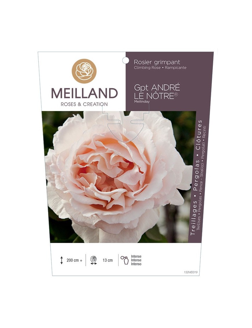 Rosier grimpant ANDRÉ LE NOTRE ® Meilinday