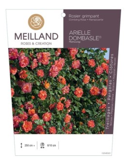 Rosier grimpant ARIELLE DOMBASLE ® Meihourag