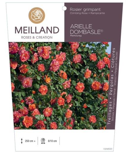 Rosier grimpant ARIELLE DOMBASLE ® Meihourag