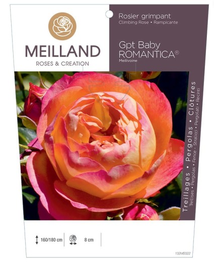 Rosier grimpant BABY ROMANTICA ® Meilivoine