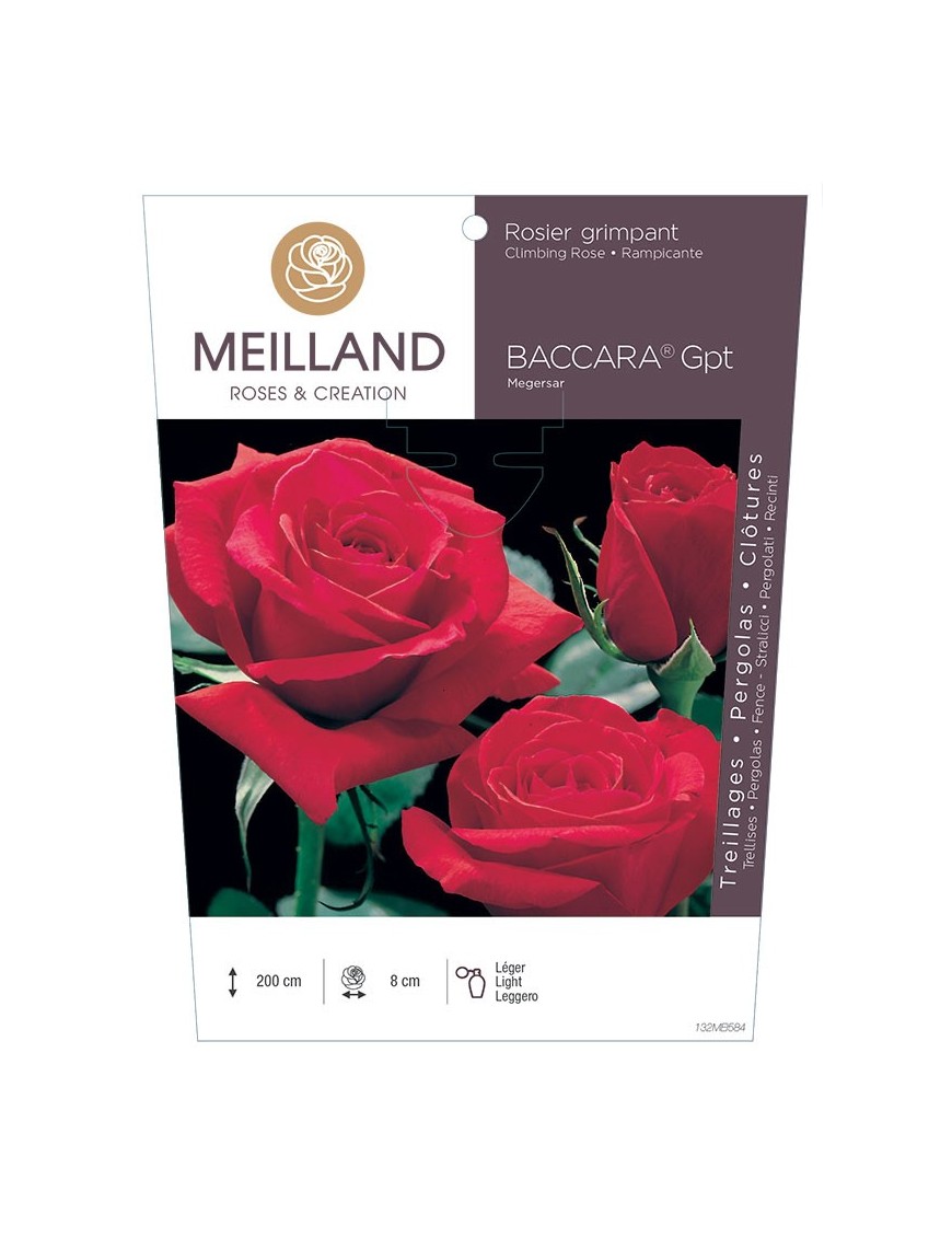 Rosier grimpant BACCARA ® Meigersar