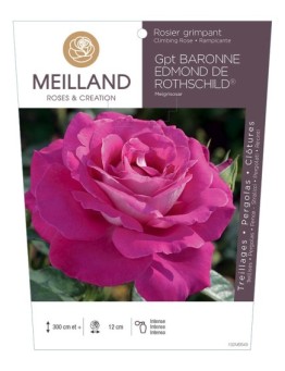 Rosier grimpant BARONNE EDMOND DE ROTHSCHILD ® Meigriosar