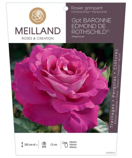 Rosier grimpant BARONNE EDMOND DE ROTHSCHILD ® Meigriosar