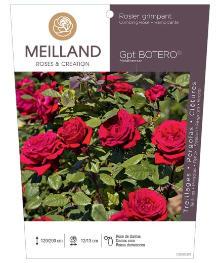 Rosier grimpant BOTERO ® Meiafonesar