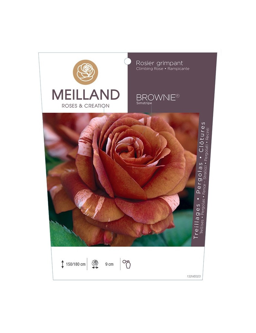 Rosier grimpant BROWNIE ® Simstripe