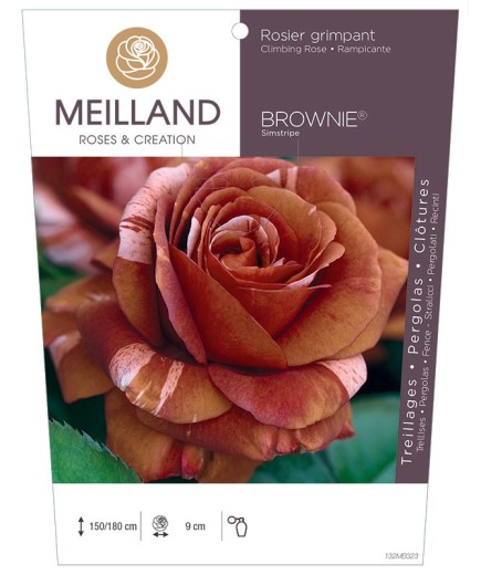 Rosier grimpant BROWNIE ® Simstripe