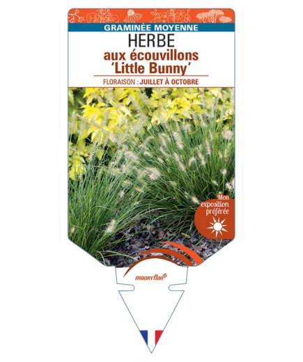 PENNISETUM alopecuroides Little Bunny voir Herbe aux écouvillons