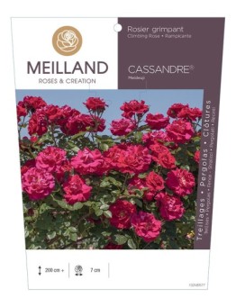 Rosier grimpant CASSANDRE ® Meideuji