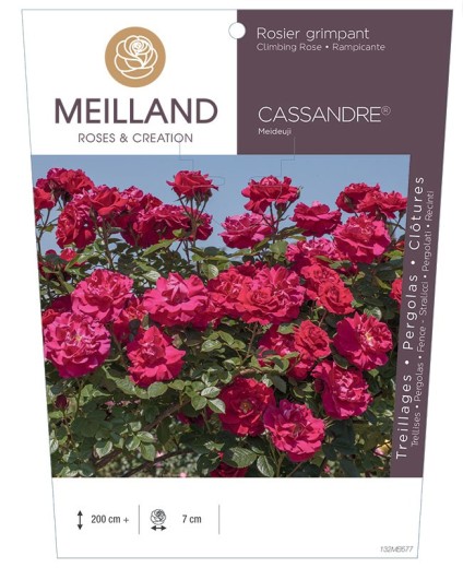 Rosier grimpant CASSANDRE ® Meideuji
