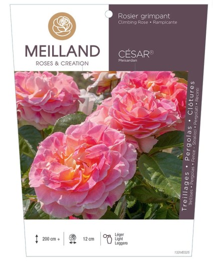 Rosier grimpant CÉSAR ® Meisardan