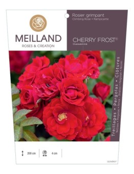Rosier grimpant CHERRY FROST® Overedclimb