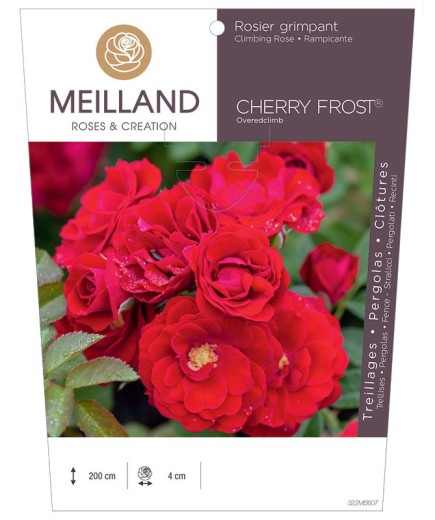 Rosier grimpant CHERRY FROST® Overedclimb