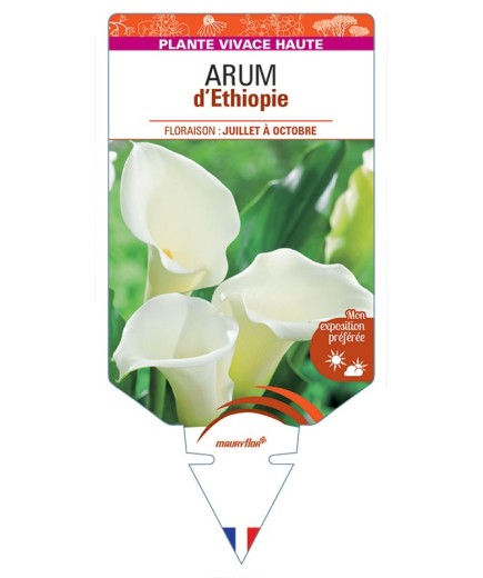 ARUM D'ETHIOPIE (blanc) *