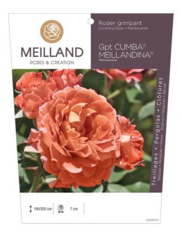 Rosier grimpant CUMBA MEILLANDINA ® Meineytasar