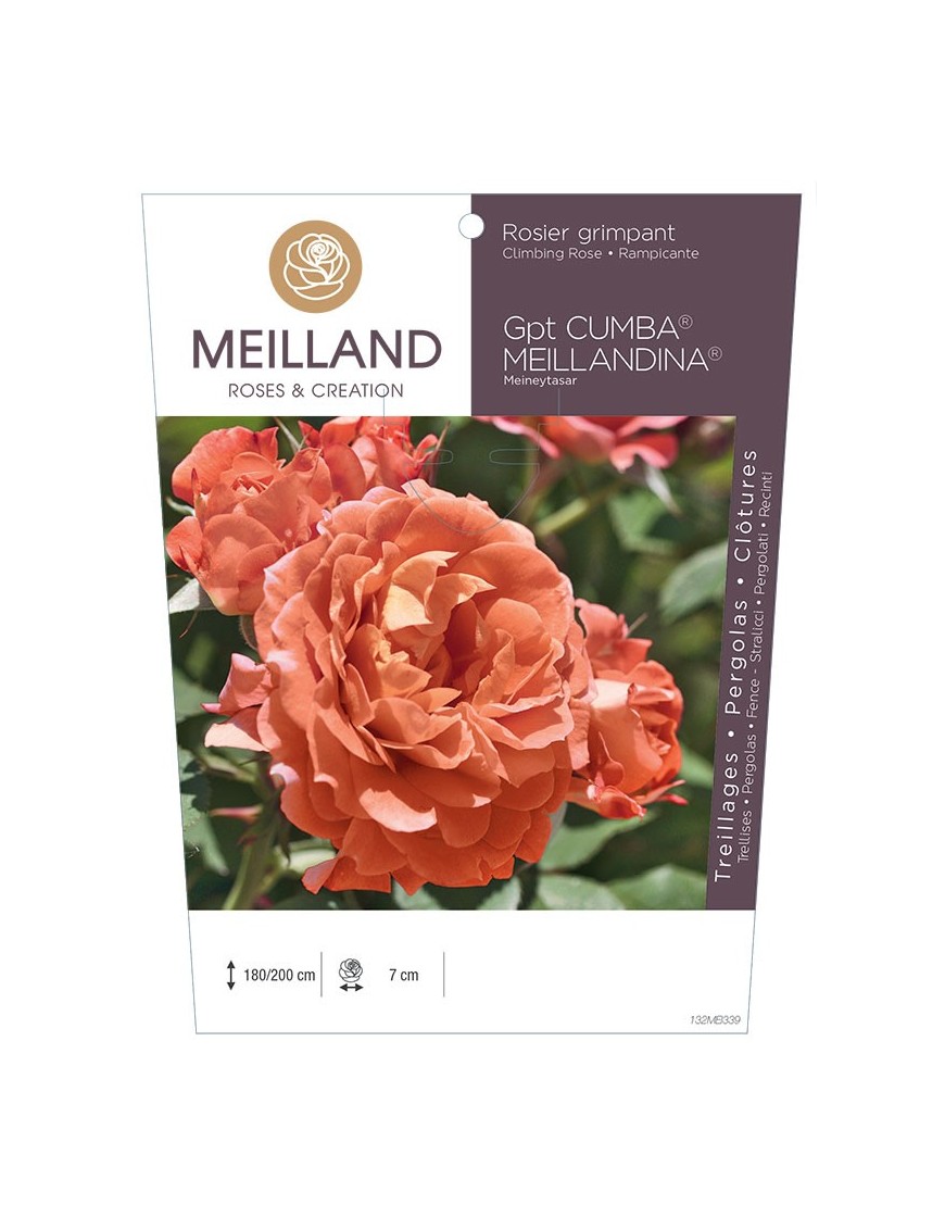 Rosier grimpant CUMBA MEILLANDINA ® Meineytasar