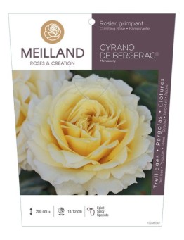 Rosier grimpant CYRANO DE BERGERAC ® Meivanery