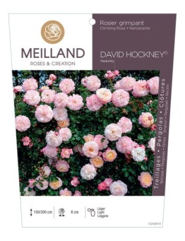Rosier grimpant DAVID HOCKNEY ® Meibritty