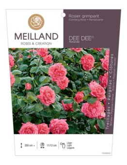 Rosier grimpant DEE DEE ® Meitandar