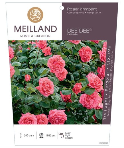 Rosier grimpant DEE DEE ® Meitandar