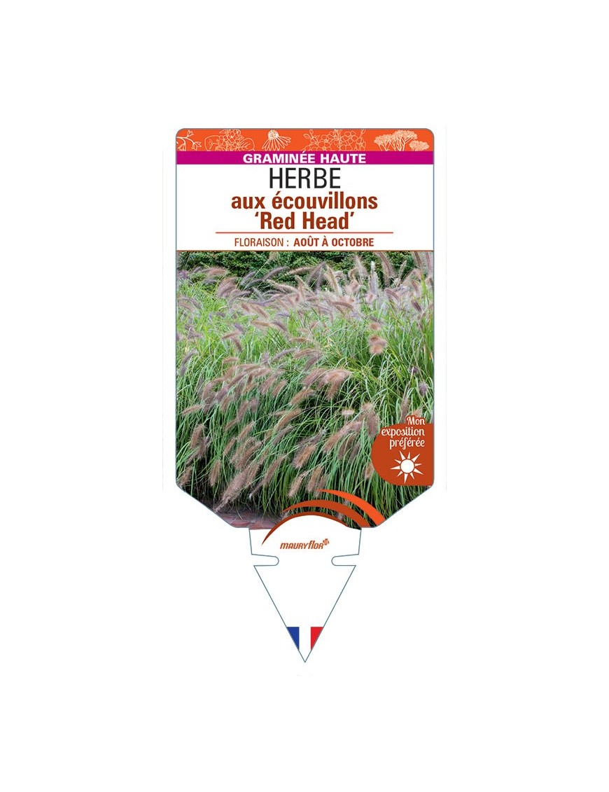 PENNISETUM alopecuroides Red Head voir Herbe aux écouvillons