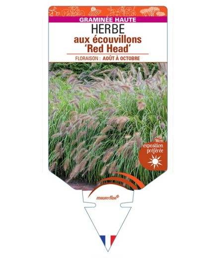 PENNISETUM alopecuroides Red Head voir Herbe aux écouvillons