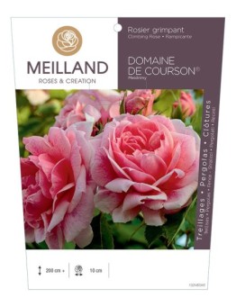 Rosier grimpant DOMAINE DE COURSON ® Meidrimy