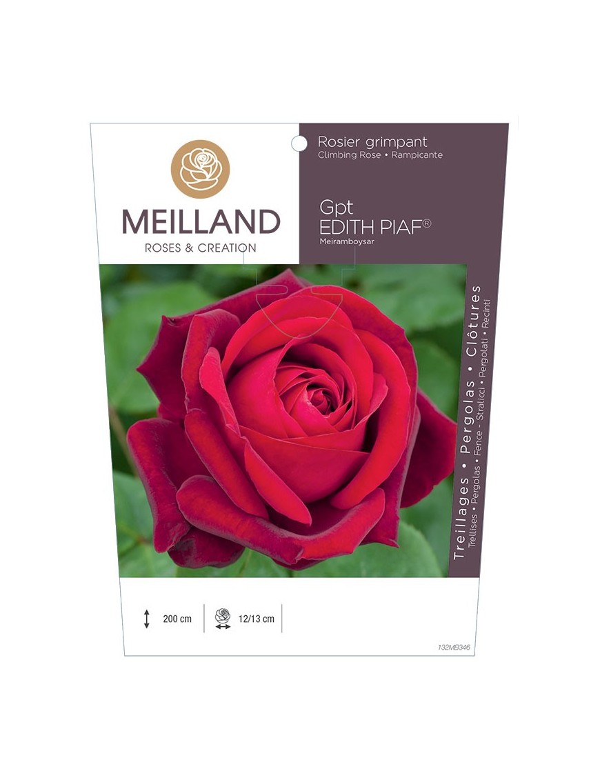 Rosier grimpant EDITH PIAF ® Meiramboyssar