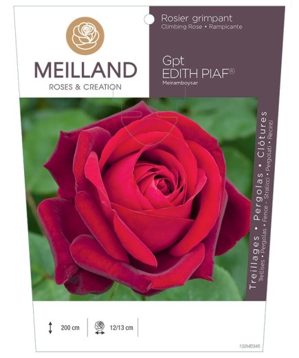 Rosier grimpant EDITH PIAF ® Meiramboyssar