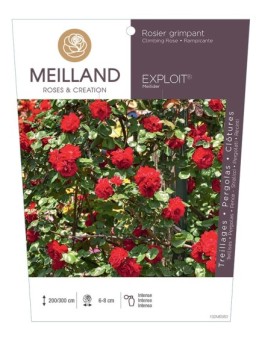 Rosier grimpant EXPLOIT ® Meilider