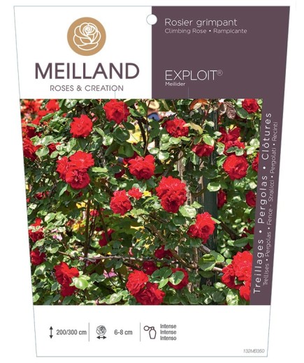 Rosier grimpant EXPLOIT ® Meilider