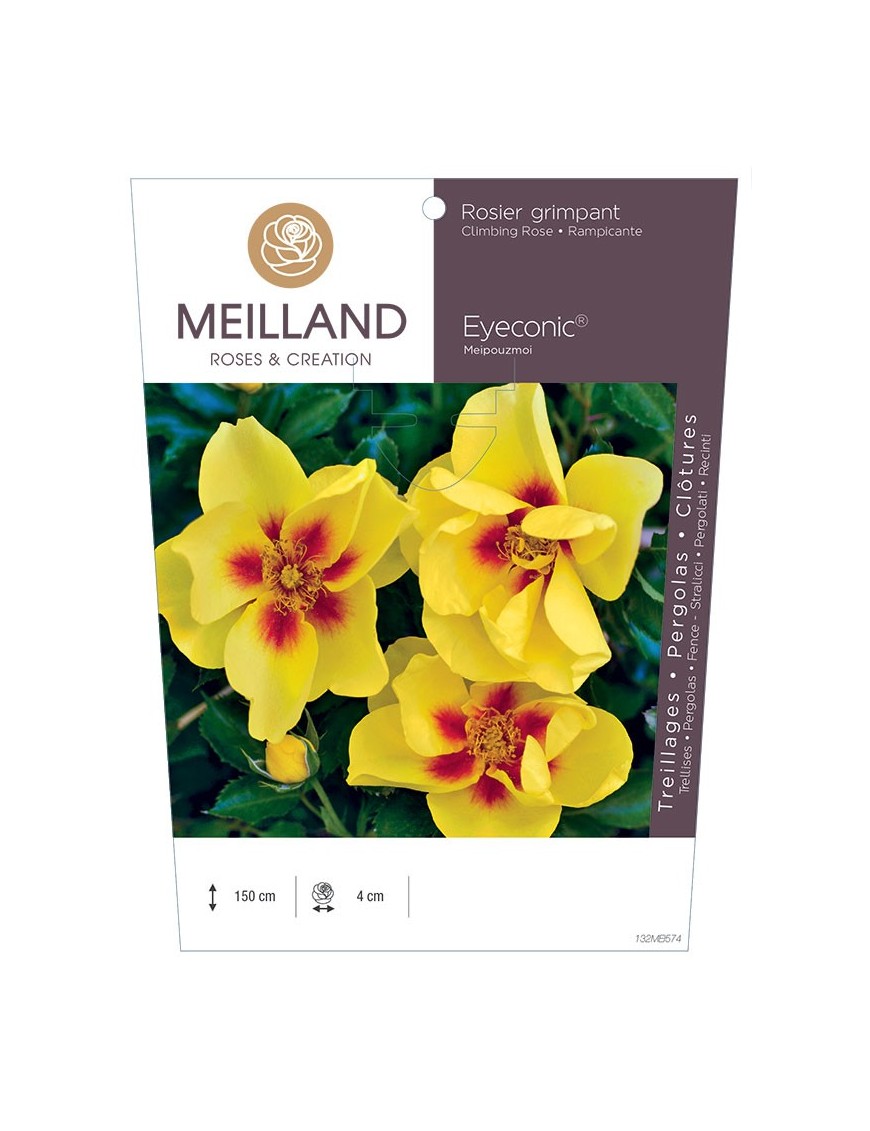 Rosier grimpant EYECONIC ® Meipouzmoi