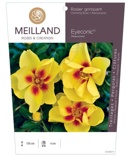 Rosier grimpant EYECONIC ® Meipouzmoi