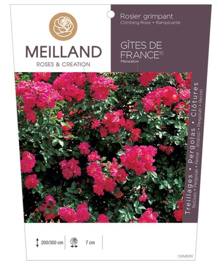 Rosier grimpant GÎTES DE FRANCE ® Meiwaton