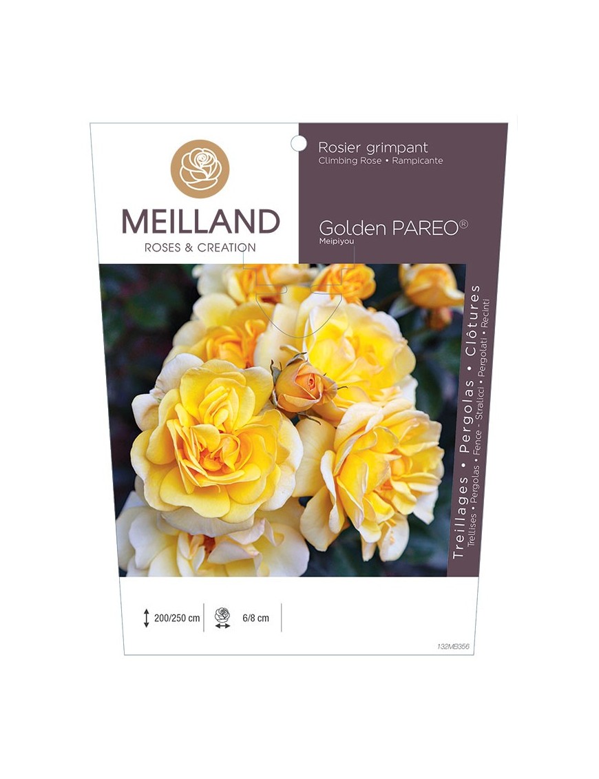Rosier grimpant GOLDEN PAREO ® Meipiyou
