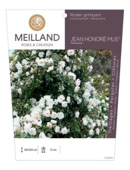 Rosier grimpant JEAN HONORE MUS ® Meibeljenb