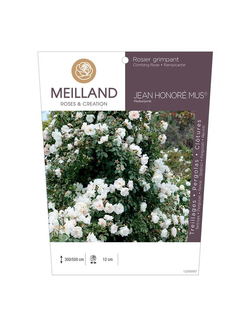 Rosier grimpant JEAN HONORE MUS ® Meibeljenb