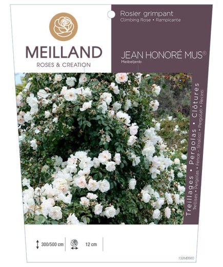 Rosier grimpant JEAN HONORE MUS ® Meibeljenb