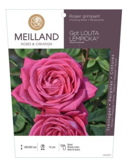 Rosier grimpant LOLITA LEMPICKA ® Meizincarosar