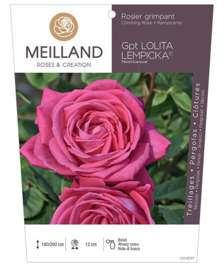 Rosier grimpant LOLITA LEMPICKA ® Meizincarosar