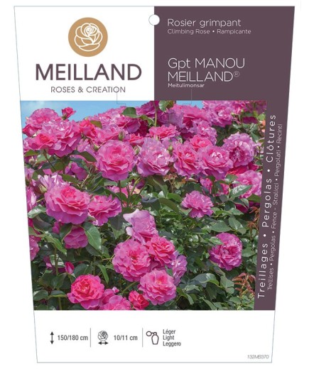 Rosier grimpant MANOU MEILLAND ® Meitu Limonsar