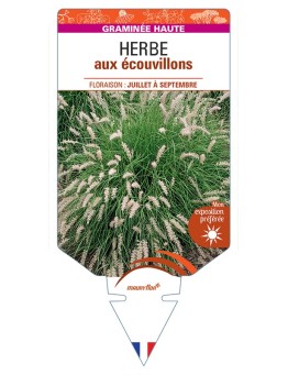 PENNISETUM orientale voir Herbe aux écouvillons