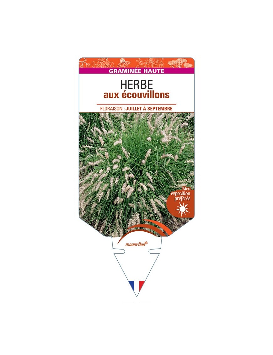 PENNISETUM orientale voir Herbe aux écouvillons