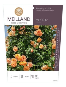 Rosier grimpant MICHKA ® Meivaleir