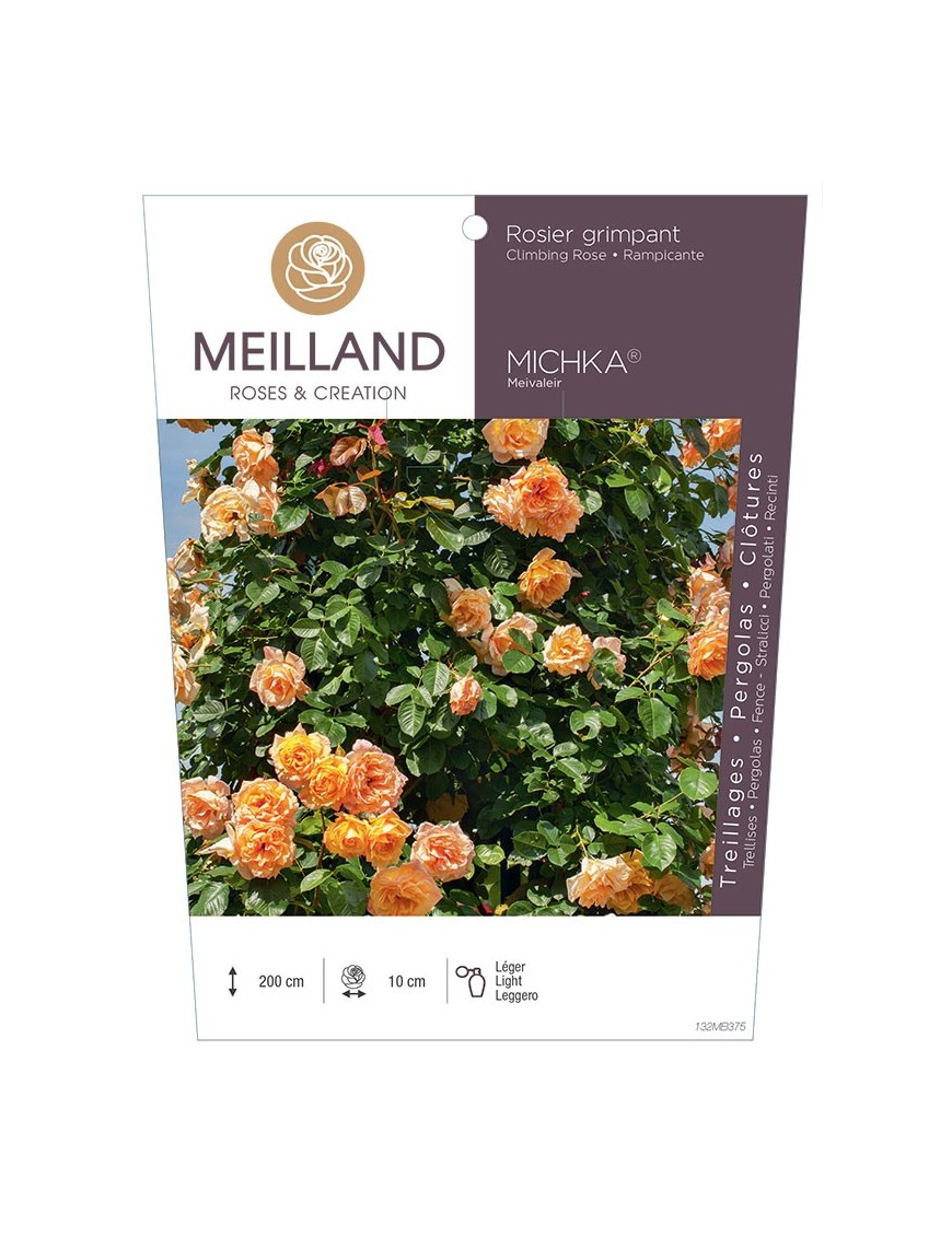 Rosier grimpant MICHKA ® Meivaleir